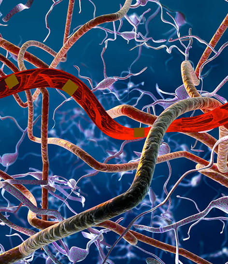 nerve cells and blood vessels