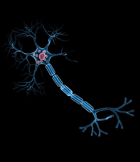 myelin sheath